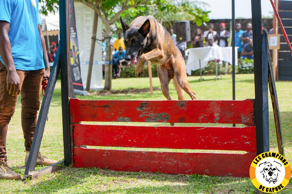 Dog Challenge 3e édition