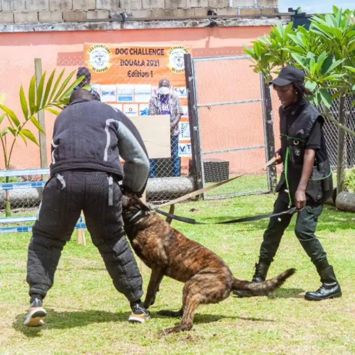images_dog_challenge_edition1_09