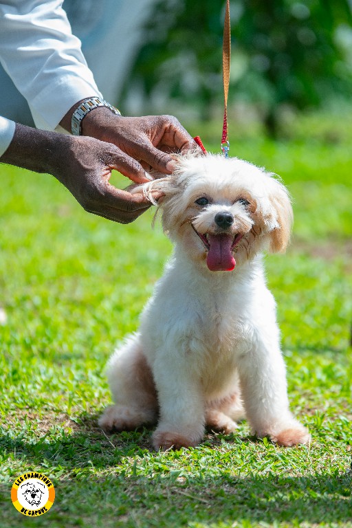 Dog Challenge 2e édition