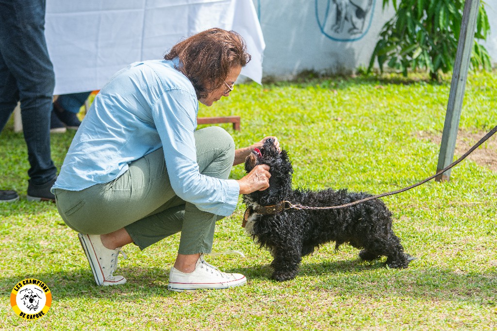 Dog Challenge 2e édition