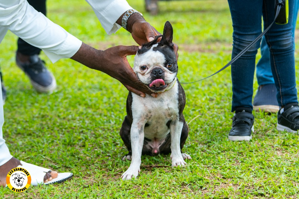 Dog Challenge 2e édition