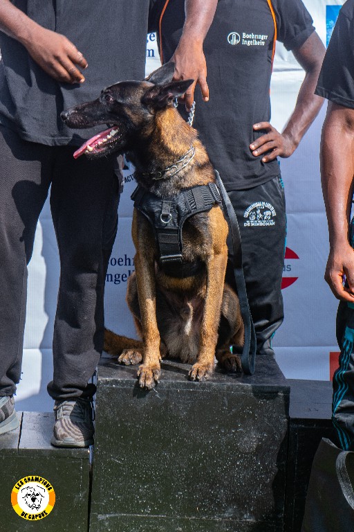 Dog Challenge 2e édition
